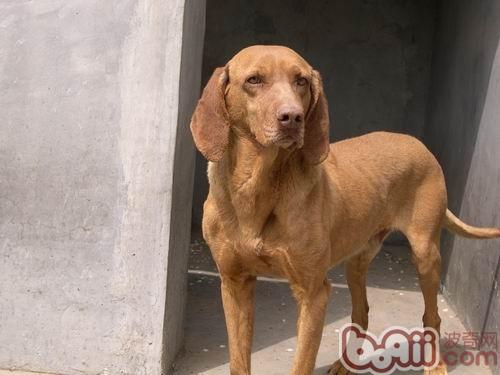 尋血獵犬