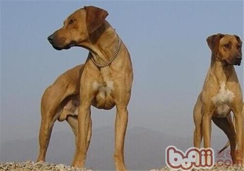 羅得西亞脊背犬