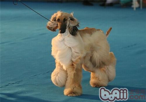 阿富汗獵犬