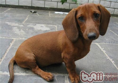 臘腸犬