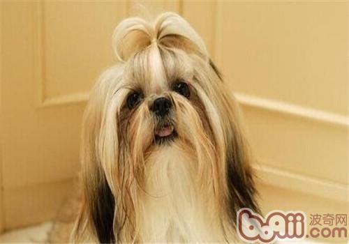 拉薩犬