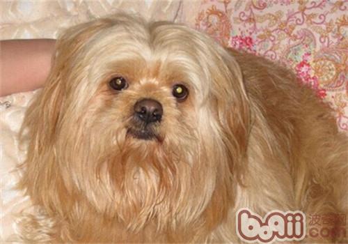 拉薩犬