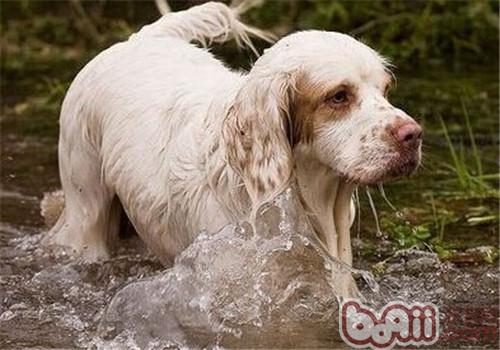 克倫伯獵鹬犬