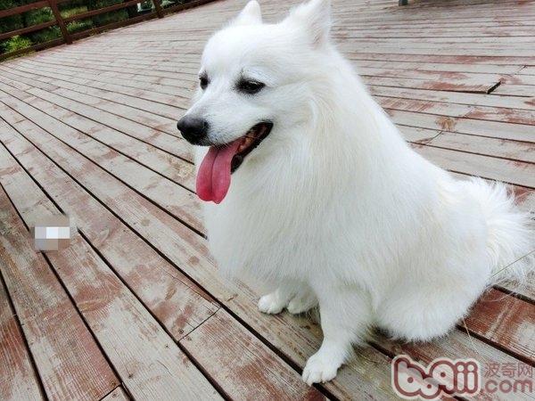 日本尖嘴犬