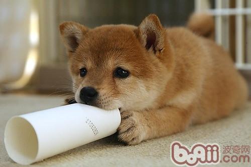 秋田犬