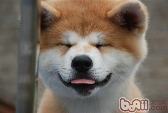 秋田犬