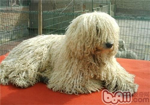 可蒙犬