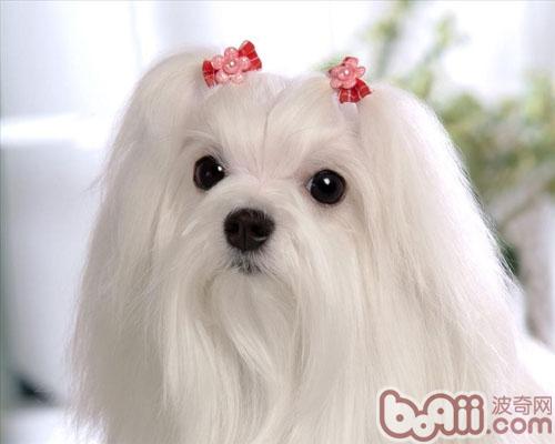 馬爾濟斯犬