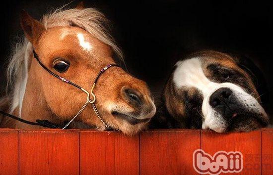 聖伯納犬