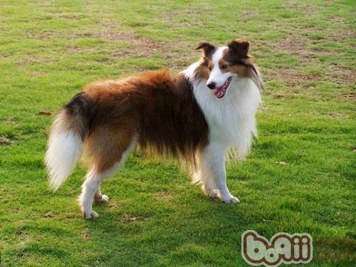 喜樂蒂牧羊犬