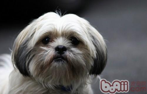 西施犬