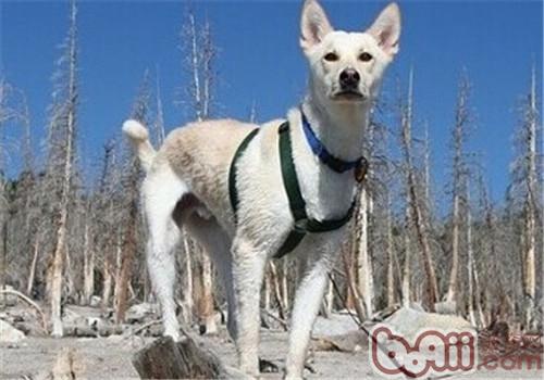 卡南犬