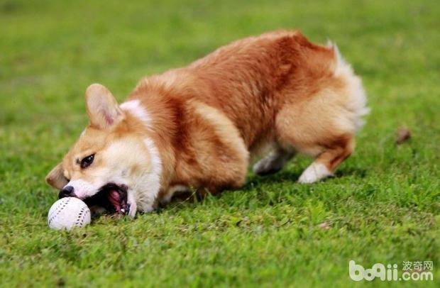 威爾士柯基犬