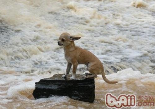 吉娃娃犬