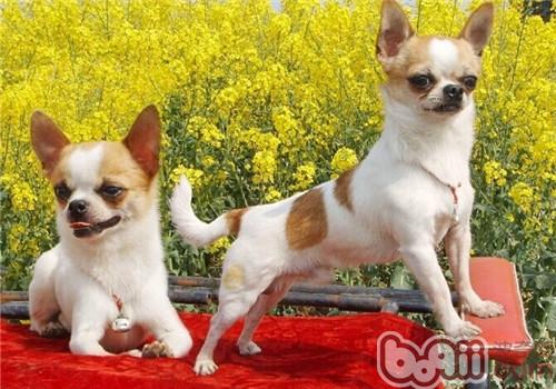 吉娃娃犬