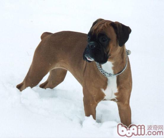 拳師犬