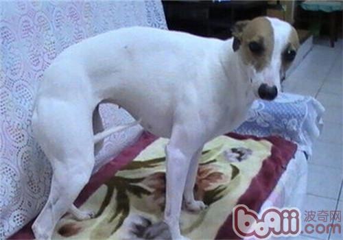 惠比特犬