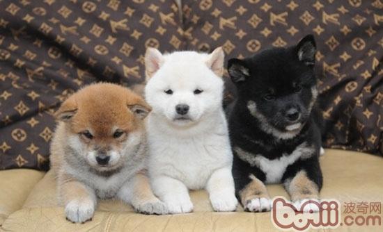柴犬