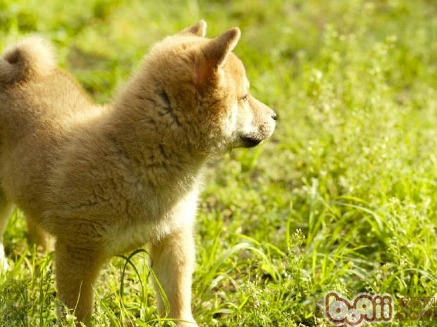 柴犬