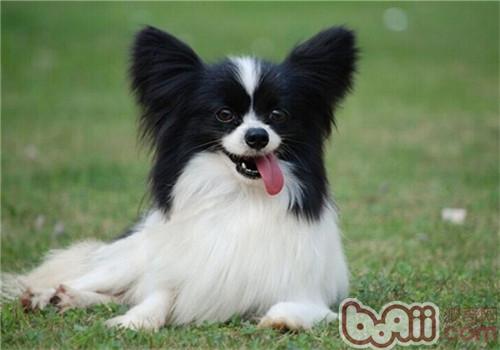 蝴蝶犬