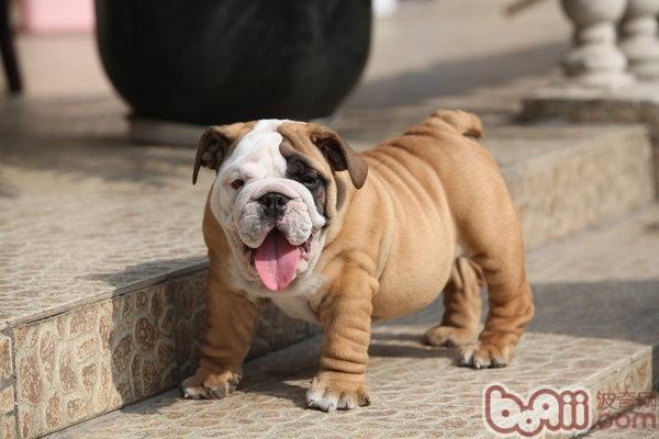 英國斗牛犬