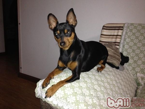 迷你杜賓犬