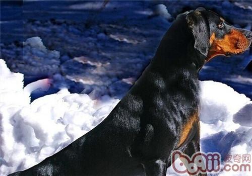 黑褐獵浣熊犬