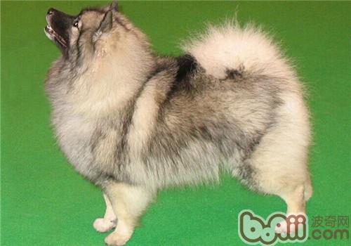 荷蘭毛獅犬