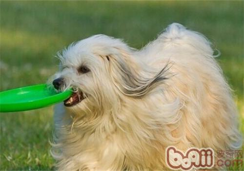哈威那犬