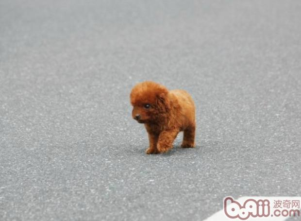 泰迪犬