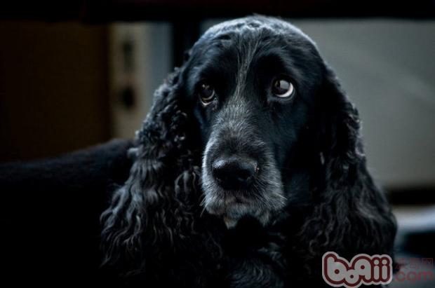 英國可卡犬