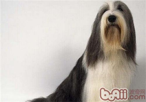古代長須牧羊犬
