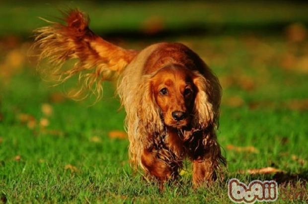 英國可卡犬