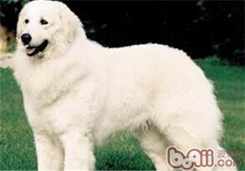 哥威斯犬