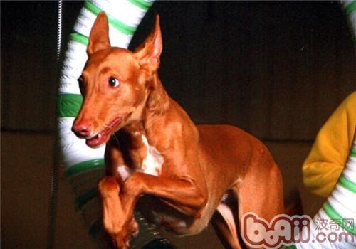 法老王獵犬