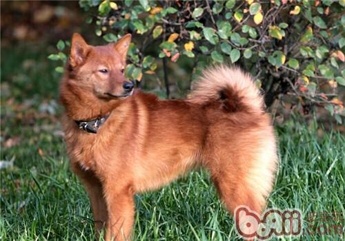 芬蘭獵犬