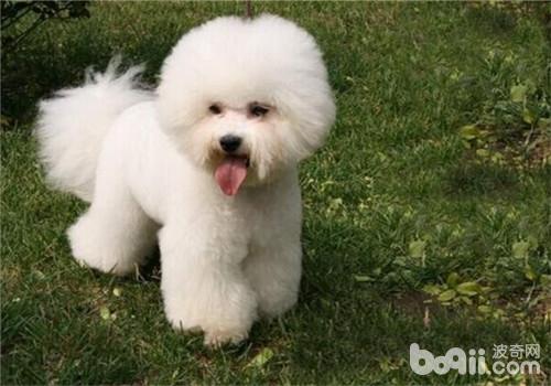 比熊犬