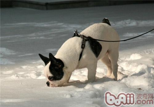 法國斗牛犬