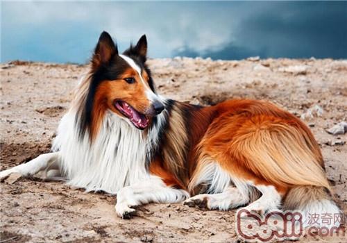 蘇格蘭牧羊犬