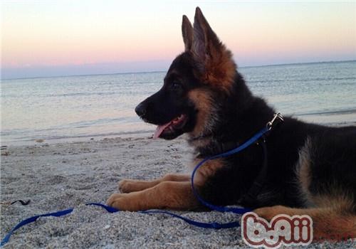 德國牧羊犬