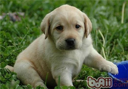 拉布拉多獵犬