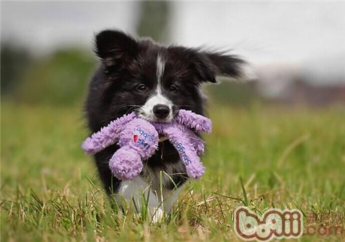 邊境牧羊犬