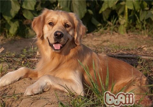 金毛犬
