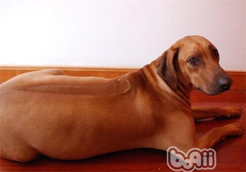 羅得西亞脊背犬