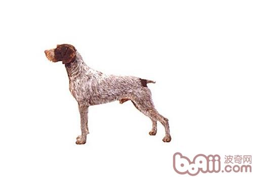 德國剛毛指示犬