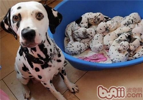 大麥町犬
