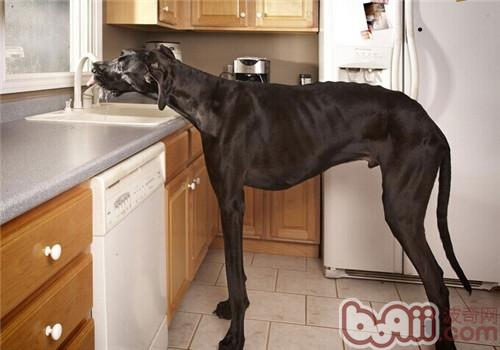 大丹犬