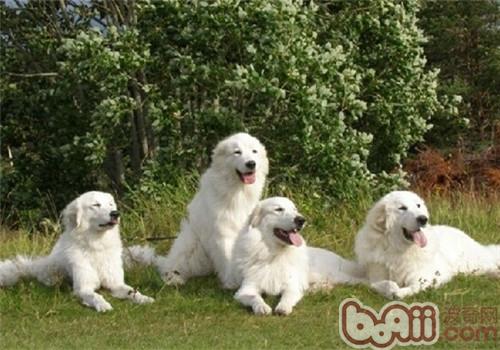 大白熊犬