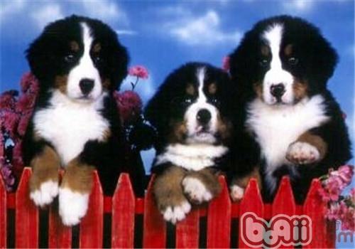 伯恩山犬