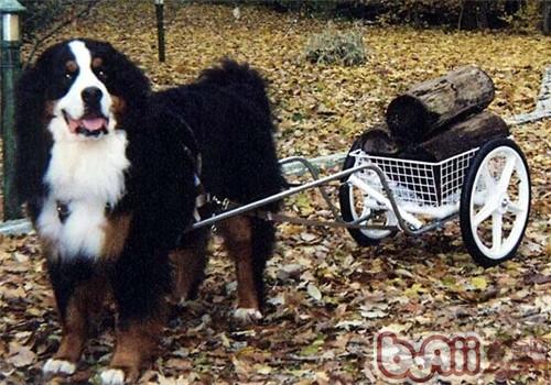 伯恩山犬